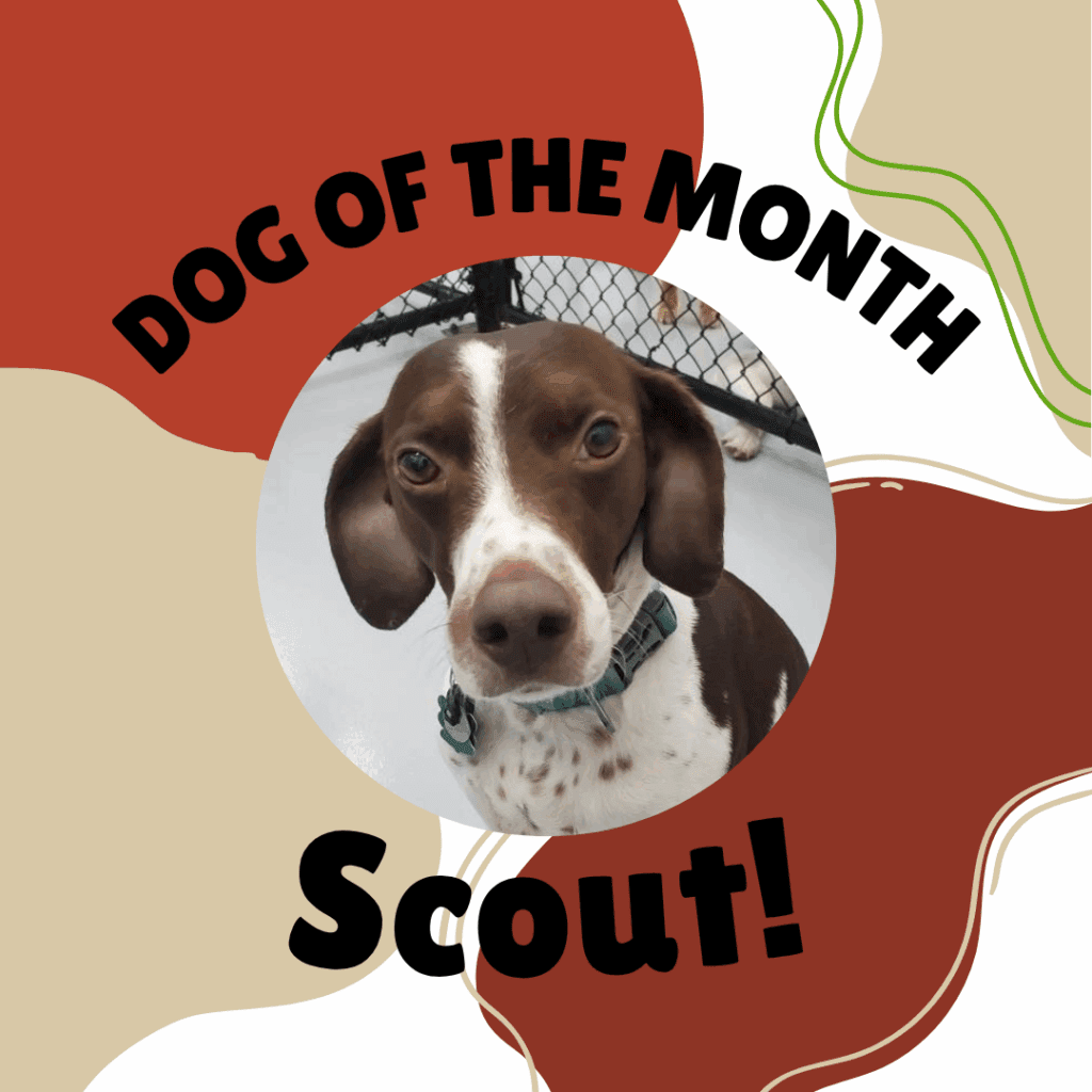 Photo with Scott the GSP around free form blobs in DogCity colors.