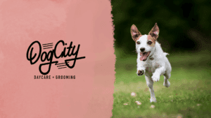 DogCity dog banner for blog post about dogs exercising!