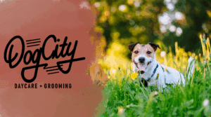 DogCity website banner for Pollen allergies article