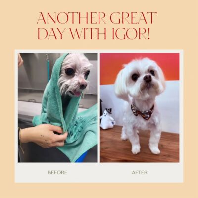 Dogcity West Seattle photo 25