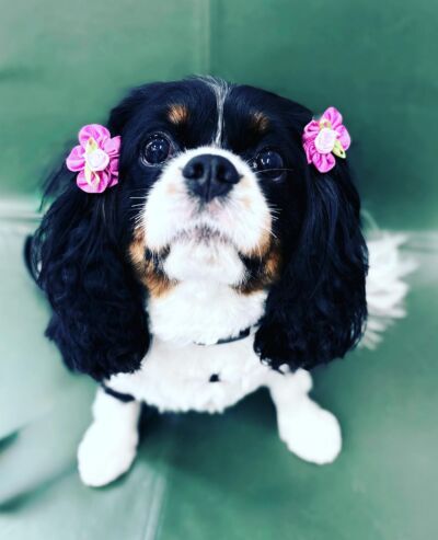 Dogcity West Seattle photo 21