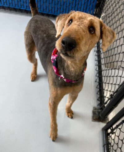 Dogcity West Seattle photo 27