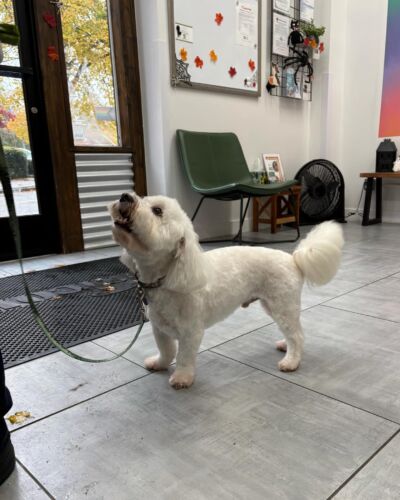 Dogcity West Seattle photo 23