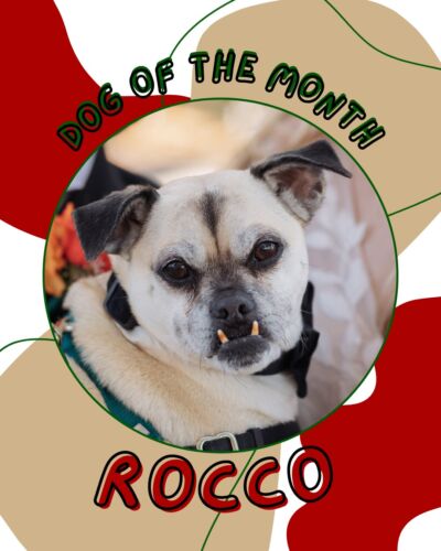 Dogcity West Seattle photo 22