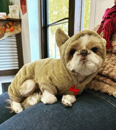 Dogcity West Seattle photo 20