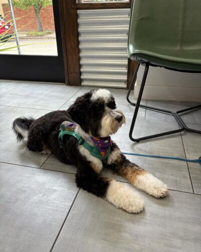 Dogcity West Seattle photo 26