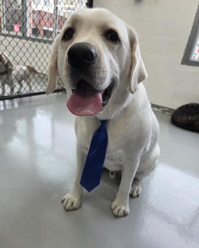 Dogcity West Seattle photo 24